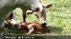 The Birth Of Twin Baby Cow