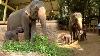 Adorables Bébés éléphants Jumeaux Fascinent Les Gens Avec Leurs Gestes Mignons.